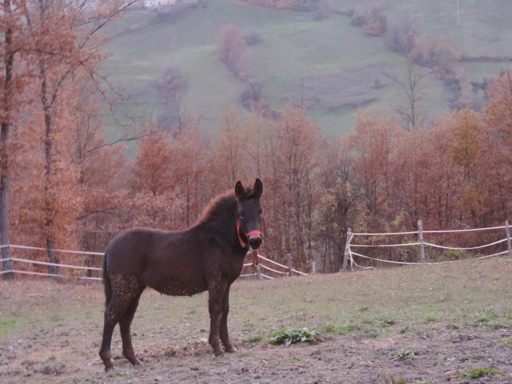 Societa Agricola Cacigolara Villa Borgo Val di Taro Luaran gambar